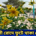 সোনালী রোদে ফুটে থাকা সৌন্দর্য: ‘সূর্যমুখী সদৃশ বুনো ফুল