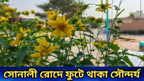 সোনালী রোদে ফুটে থাকা সৌন্দর্য: ‘সূর্যমুখী সদৃশ বুনো ফুল