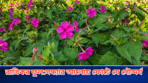 রাত্রিকর ফুল:সন্ধ্যার আলোয় ফোটে যে সৌন্দর্য