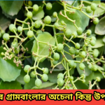 বুনো আঙুর গ্রামবাংলার অচেনা কিন্তু উপকারী লতা