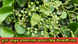 বুনো আঙুর গ্রামবাংলার অচেনা কিন্তু উপকারী লতা