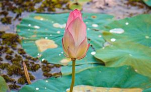 ইসির প্রতীক তালিকায় শাপলা কলি